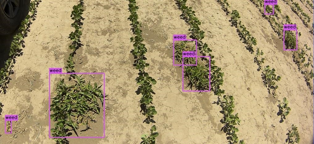 Weed Detection & Removal